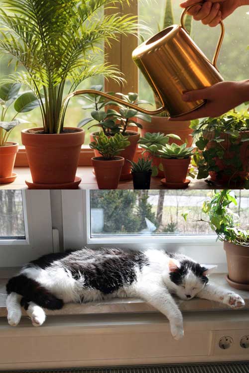 Gießkanne beim Blumengießen; Katze auf einem Sessel